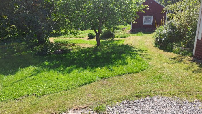 Grön trädgård med ett träd och ett rött hus i bakgrunden, soligt väder.