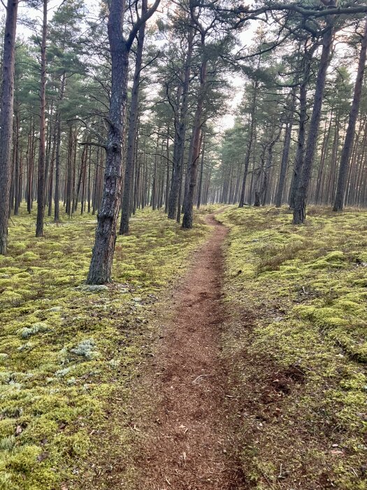Stig genom skog med höga träd och tät grön mossa på marken.