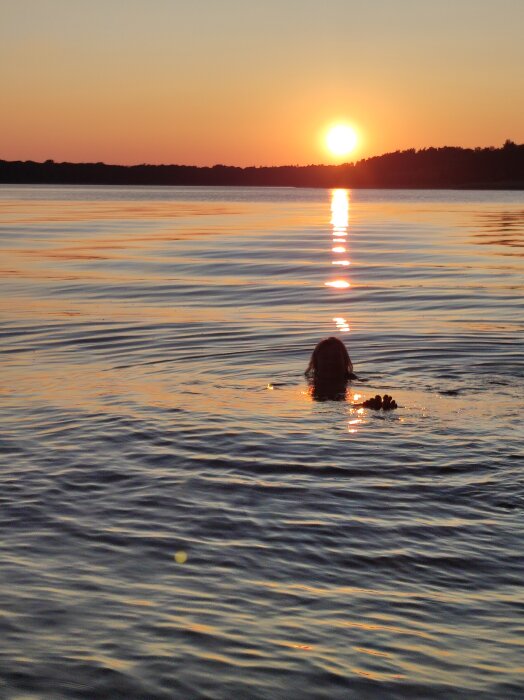 Person badar i sjö under solnedgång med vågor i vattnet efter en båt som just åkt förbi.