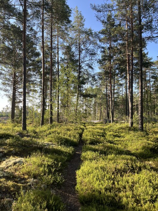 Solbelyst tallskog med en smal stig som slingrar sig genom ljusgrön växtlighet under en klarblå himmel.