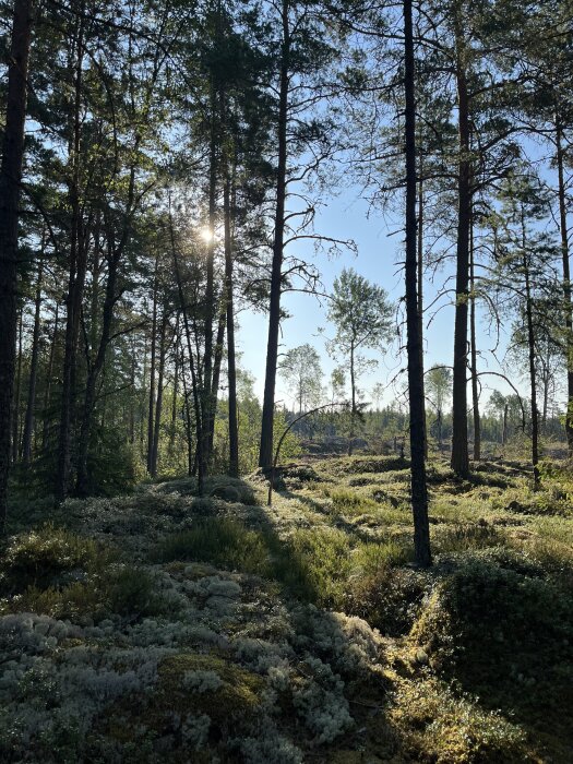 Solens strålar bryter genom tallskogen över en grön, mossig mark.