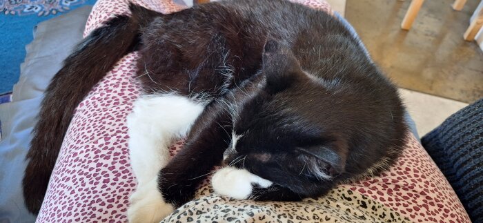 En svartvit katt sover på ett knä med rosa leopardmönstrade byxor.