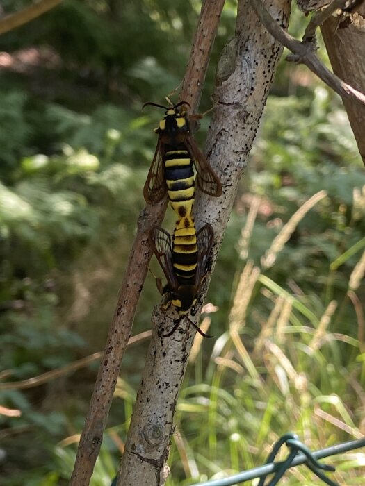 Två gula och svarta insekter som parar sig på en trädgren i en trädgårdsmiljö.