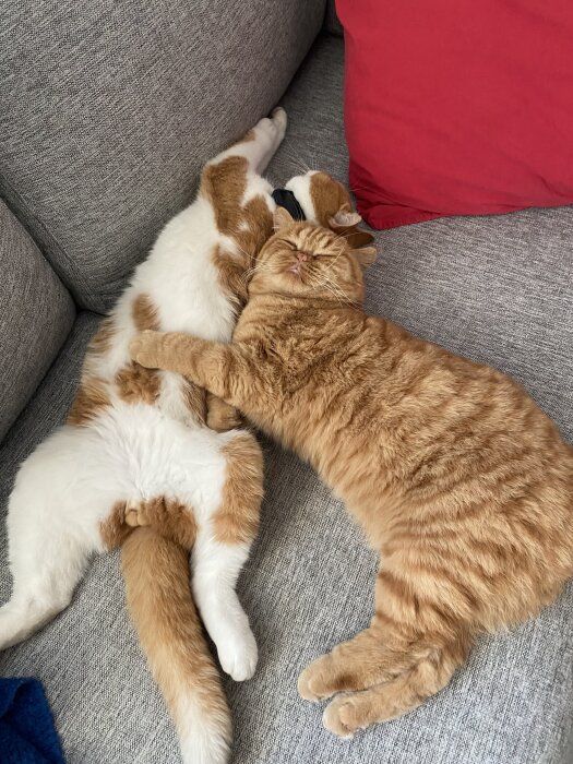 Två katter gosar tillsammans på en soffa, en röd och en vit med orange fläckar, omfamnade i värmen.
