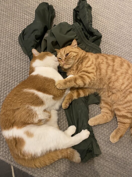 Två katter ligger på ett par gröna byxor på en grå matta, de ser ut att vila tillsammans.