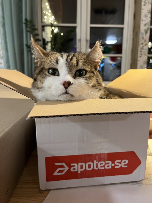 Katt ligger i en kartong från Apotea.se med huvudet utanför, inomhus framför ett fönster med belysning i bakgrunden.
