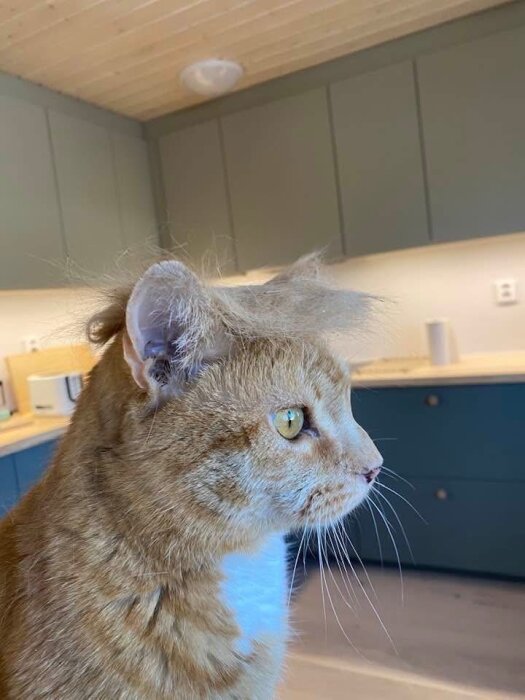 Orange katt med lurvig päls på huvudet i ett modernt kök.