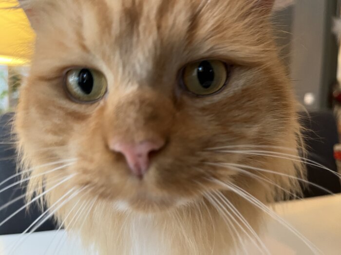 Närbild på en orange katt med gröna ögon och lång päls fokuserad på kameran.