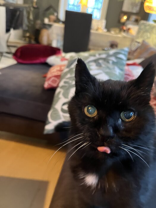 Svart katt med vit fläck på bröstet och tungan ute, i ett hemtrevligt rum med soffa och kuddar i bakgrunden.