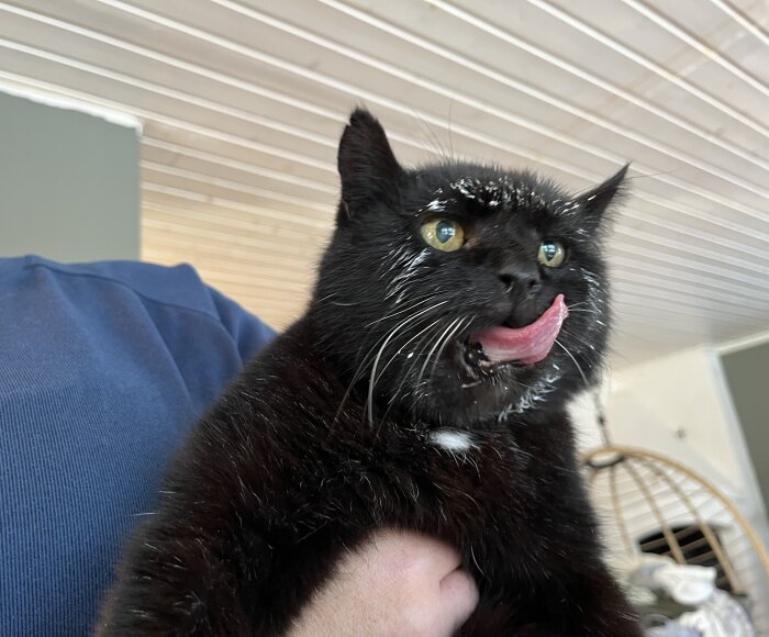 Svart katt med mjölk på ansiktet slickar sig om munnen, hålls av någon i blå tröja, takpanel i bakgrunden.