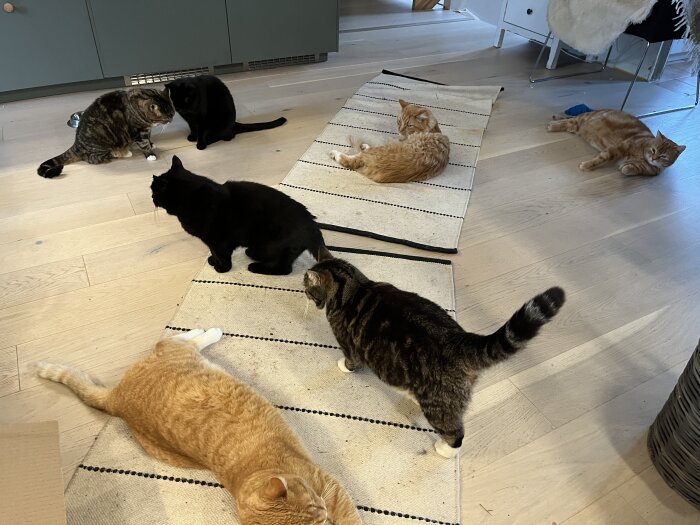 Flera katter ligger och sitter på ett golv och mattor i ett hem, några är svarta och andra är orange och randiga.
