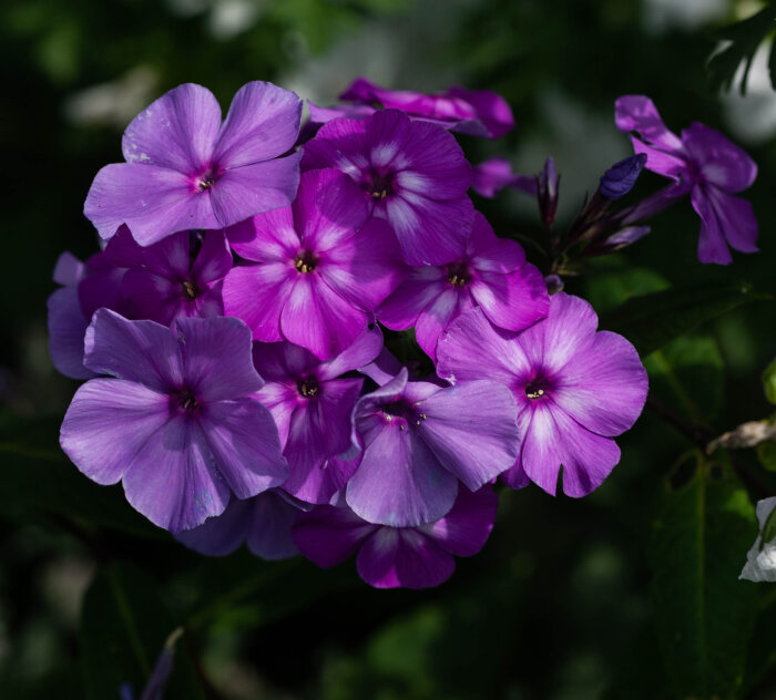 Lila och rosa blommor av phloxplantan mot en grön bakgrund.