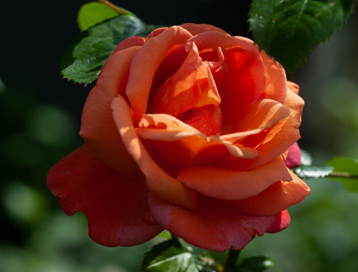 En orange ros av sorten Troika i närbild med gröna blad i bakgrunden.