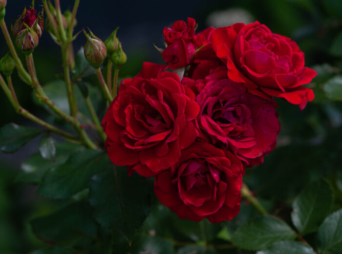 Röda rosor med knoppande stjälkar, troligen av sorten Nina Weibull, mot en mörkgrön bakgrund.