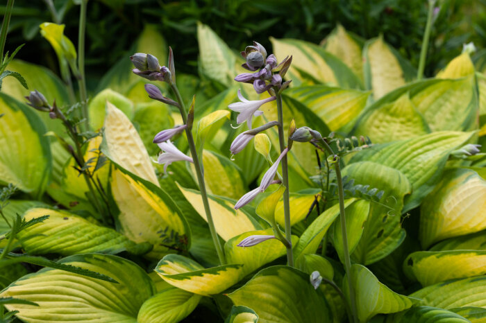 Lilafärgade funkia-blommor bland gröna och gula blad i en trädgård.