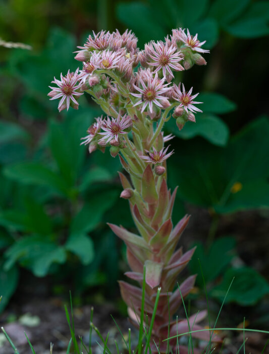 En taklök (Sempervivum) med rosa blommor i trädgårdsmiljö, omgiven av gröna blad.