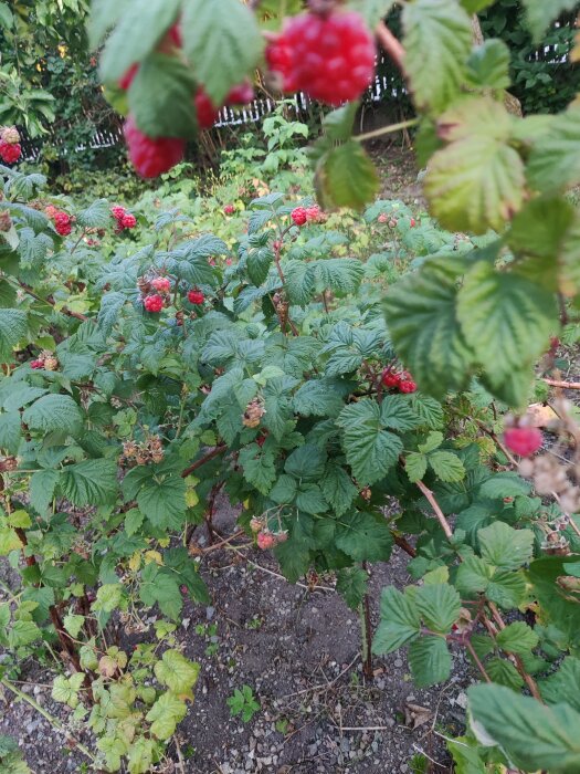 Röda hallon på buskar i en trädgård med gröna blad och synlig jord under buskarna.