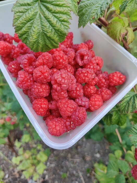 Färska hallon i en plastbehållare plockade från en hallonbuske i trädgården.