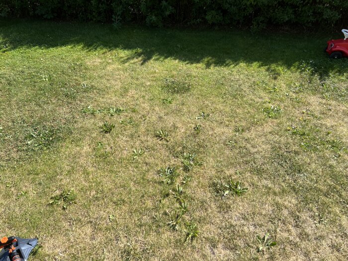 Gräsmatta med ojämnt växande gräs och spridda maskrosor, vissa områden är gulnade. En del av en röd leksaksbil syns i övre högra hörnet.
