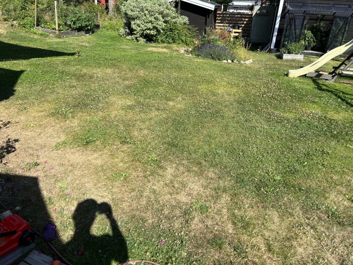 Gräsmatta med fläckvis torrt gräs och klöverblommor, omgiven av buskar och en rutschkana i en trädgård.