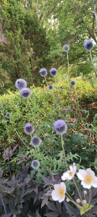 Bolltistel med humlor och trädgårdsgrönska i bakgrunden.