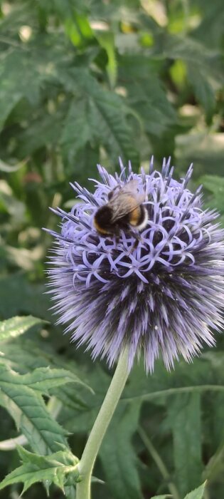 En humla på en blå bolltistel med gröna blad i bakgrunden.