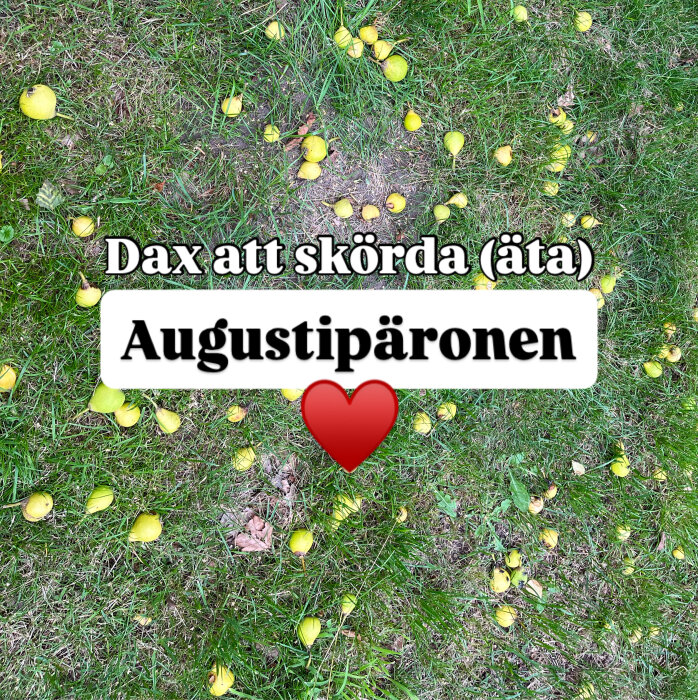 Augustipäron spridda över gräsmatta med texten "Dax att skörda (äta) Augustipäronen" och ett rött hjärta.