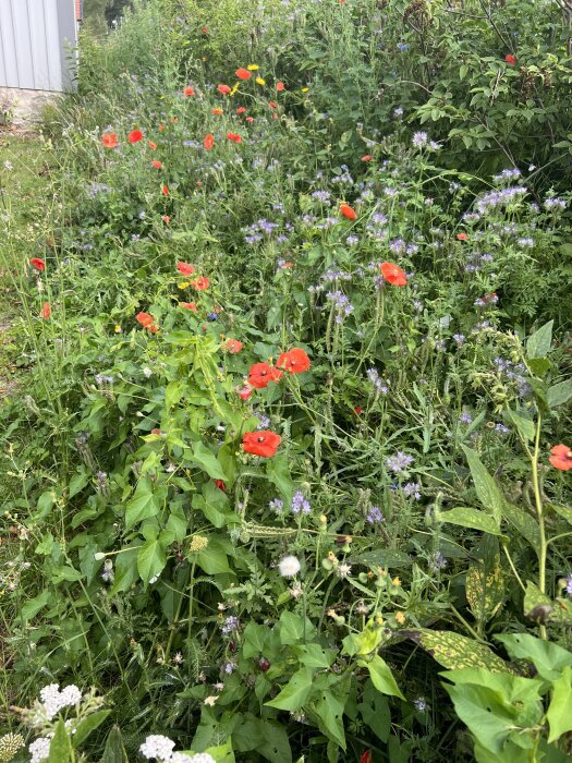 Blomsteräng med röda och lila blommor, omgiven av gröna växter.