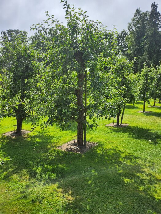 Äppelträd på Kiviks Musteris visningsodling, grönska i trädgårdsmiljö med gräs och klarblå himmel i bakgrunden.