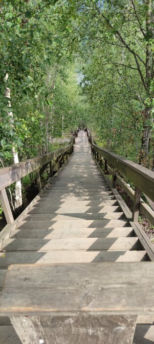Trätrappa med räcken i en grönskande skog, omgiven av täta träd på båda sidor under en solig dag.
