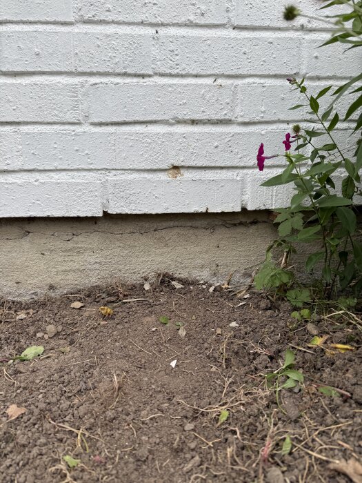 Vit murad vägg med längsgående spricka i sockel nära marken, omgiven av jord och växter.