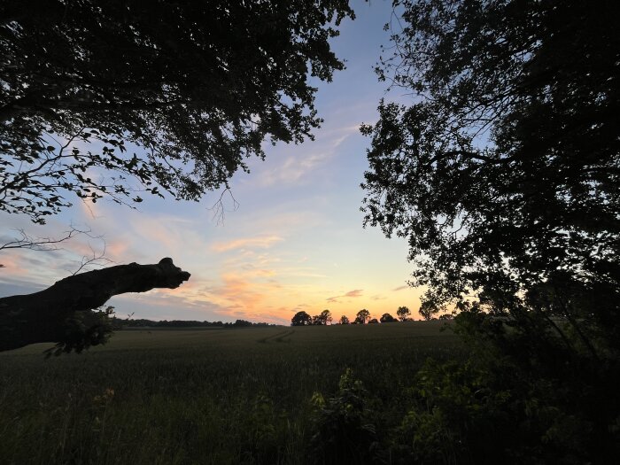 Solnedgång över en äng med silhuetter av träd och mörka grenar i förgrunden.