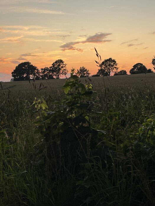 Solnedgång över åkerfält med silhuetter av träd och gräs i förgrunden.