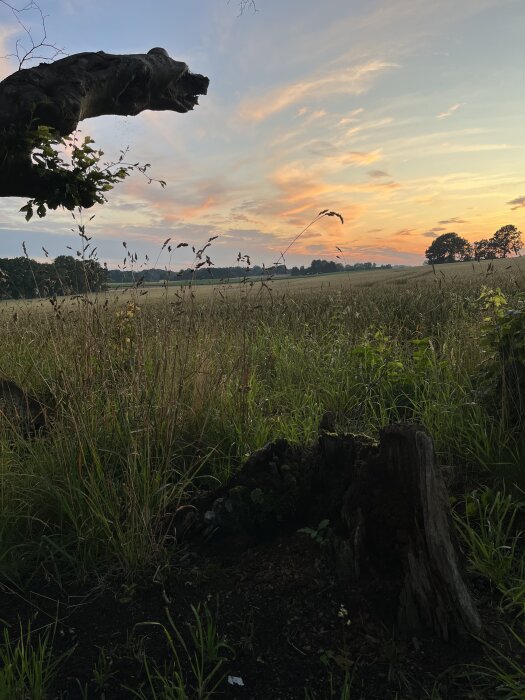 Solnedgång över ett sommarfält med en gammal trädgren i förgrunden.