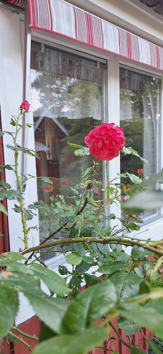 Två blommande rosor framför ett fönster, omgiven av gröna blad, med en persienn ovanför.