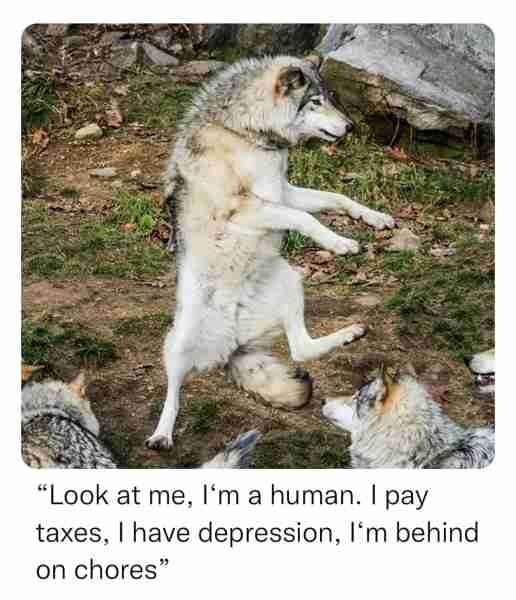 Stående varg i skogsmiljö, ser ut att imitera en människa, omgiven av andra vargar.