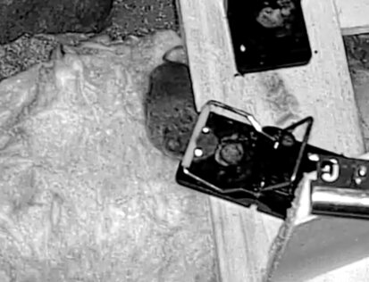 En mus fångad i en råttfälla placerad på isoleringsmaterial.