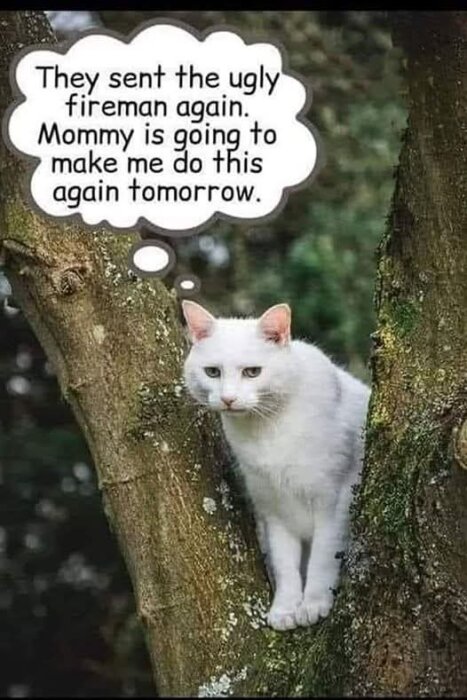 Vit katt sitter i träd och tänker på brandman genom en pratbubbla.