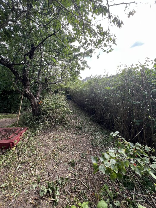 Trädgård med klippta buskar och grenar på marken, omgiven av träd och en rödmålad bänk.