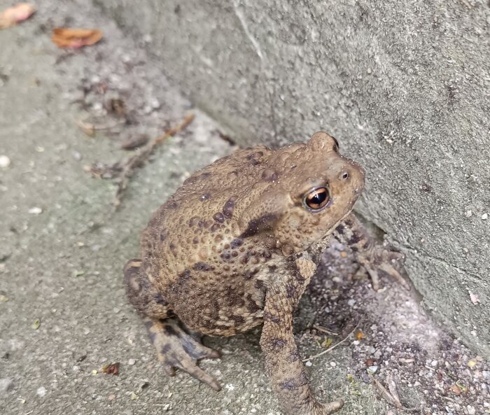 En brun padda sitter mot en betongvägg, omgiven av jord och lövfragment.