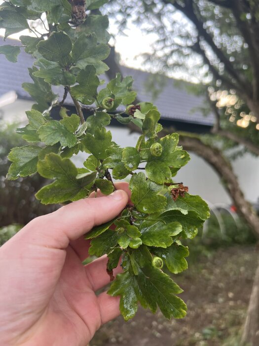Hand som håller en kvist av ett taggigt träd med gröna blad och knoppar, mot en trädgårdsbakgrund med vit byggnad.