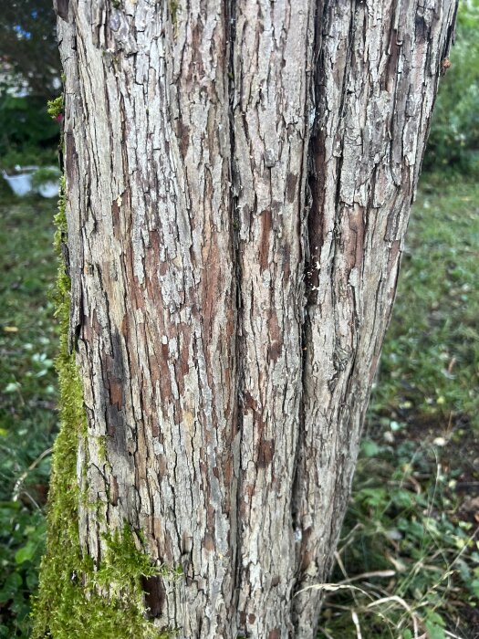 Närbild på ett träd med ruffig, ljusgrå bark som liknar enbuske. Detaljer av mossväxt på stammen omgiven av grönska.