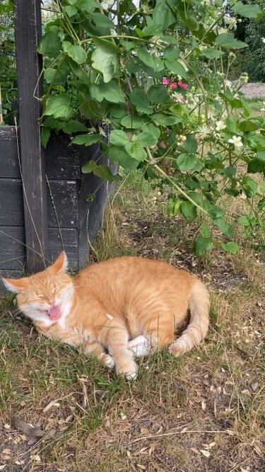 Orange katt ligger och vilar på marken bredvid en blommande buske, med en planka och vägg bakom.