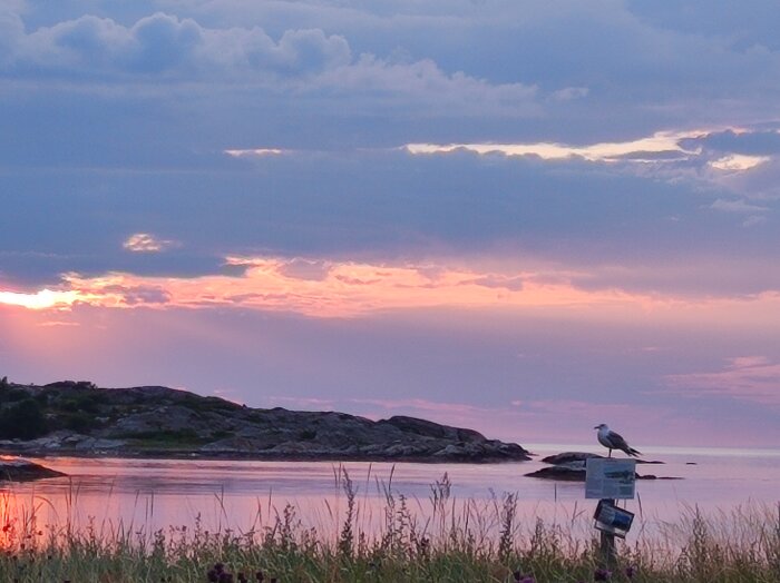 Kvällsvy över Koster med en mås på en stolpe, vatten och klippor i solnedgångens ljusa färger.