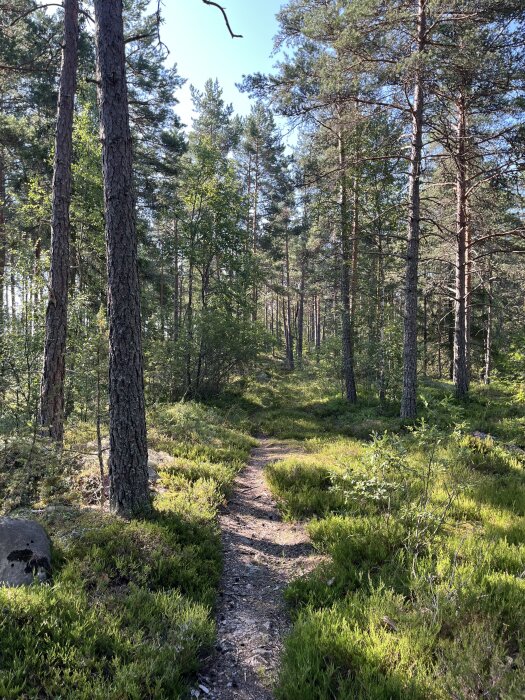 Skogsstig omgiven av tallar och grönska under en klarblå himmel en solig dag.