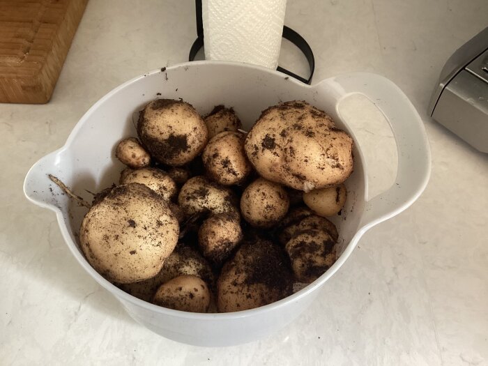 Färska jordiga potatisar i en vit skål, redo för långkok, serveras med kantareller från skogen.
