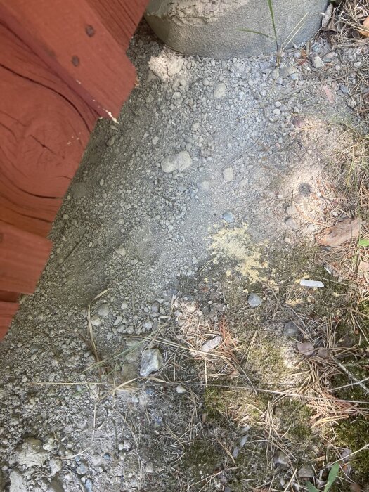 Grusig mark vid röd byggnad med en liten hög sågspån nära grundens kant, omgiven av lite mossa och barr på marken.