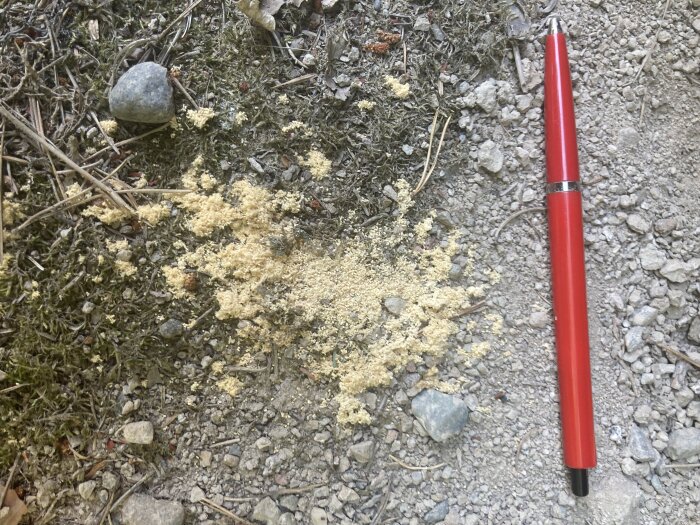 Hög med fint sågspån bredvid en röd penna på marken.