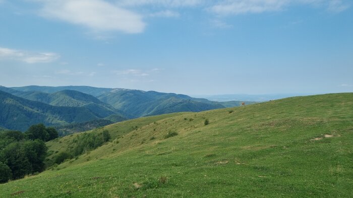 Gröna kullar i förgrunden med skogsklädda berg i bakgrunden under en klarblå himmel.