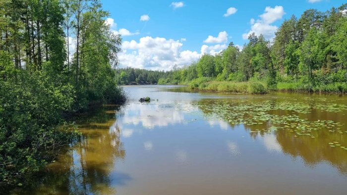 Sjölandskap med spegelblankt vatten, gröna träd och näckrosblad. Blå himmel med moln och solbelyst omgivning.